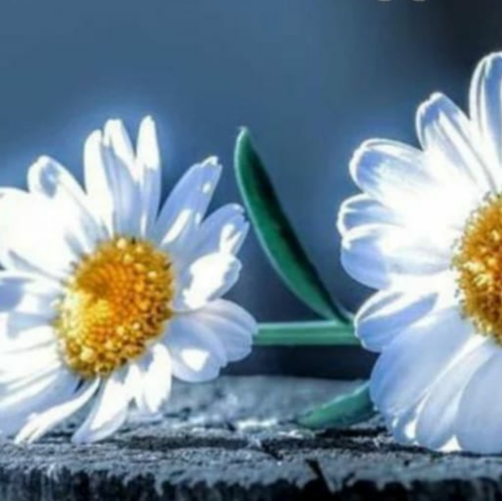 Meet your Posher, Vera